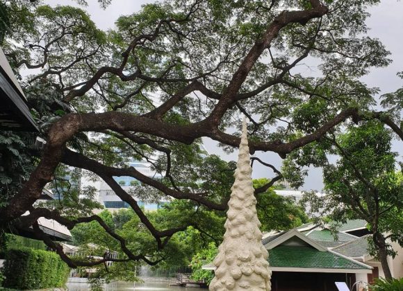 Miss Forest / Thinker Miss Forest / Thinker