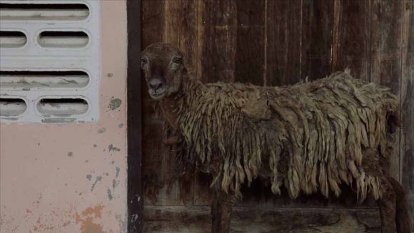 Nonhuman Ethnography